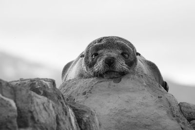 Portrait of sea lion relaxing on rock against sky