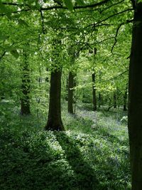 Trees in forest