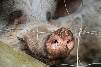 Close-up of the nose of a pig