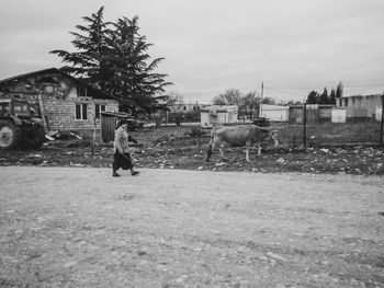 Horses in a field