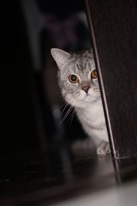 Close-up of cat at home interior