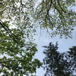 Low angle view of trees against sky