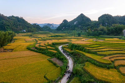 Scenic view of agricultural field against sky