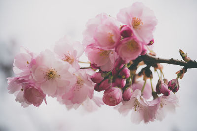 Close-up of pink cherry blossom