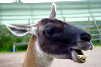 Close-up portrait of a horse