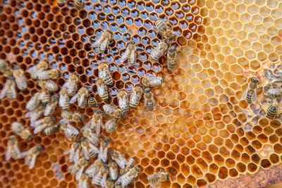 Close-up of bee on leaf