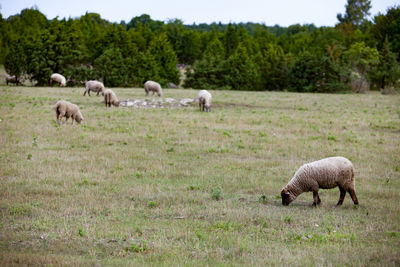 Sheeps grazing on field. 