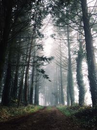 Trees in forest against sky