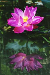 Close-up of water lily in lake