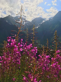 Purple flowering plants against mountain range