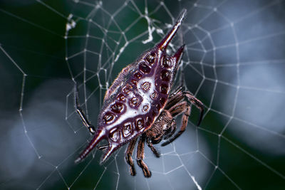 Close-up of spider on web