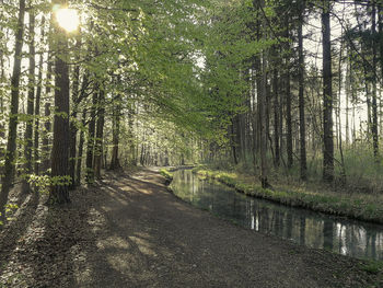 Road amidst trees in forest