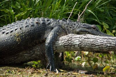 Close-up of alligator on land