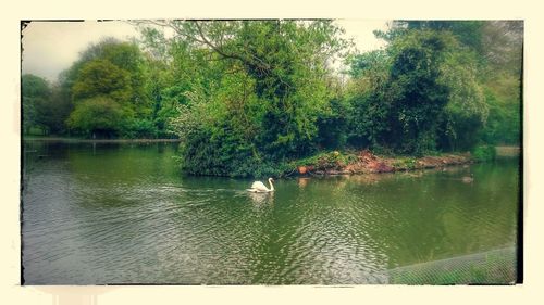 Swan swimming on lake