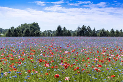 Scenic view of flowering plants on field against sky