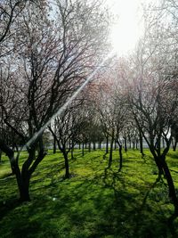 Trees on landscape against sky