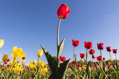 Close-up of red poppy flowers on field against sky