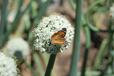 Close-up of butterfly on flower