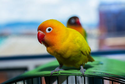 Close-up of parrot perching on railing