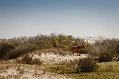 Horse amidst plants against clear sky