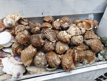 High angle view of shells for sale at market