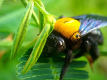 Close-up of insect on plant