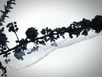 Low angle view of trees against clear sky