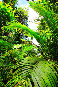 Low angle view of palm trees