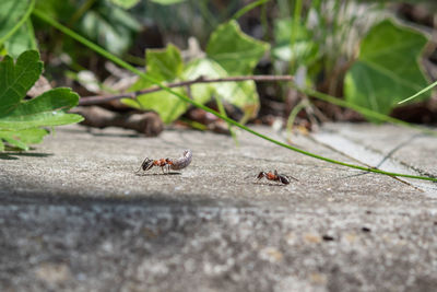 Close-up of ant on leaf