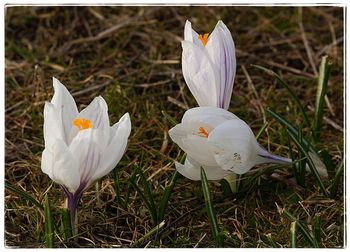 Close-up of white crocus flowers blooming on field