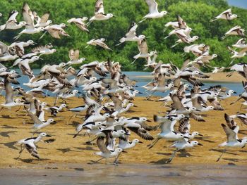 High angle view of seagulls on land