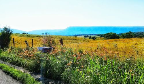 Plants growing on field against clear sky