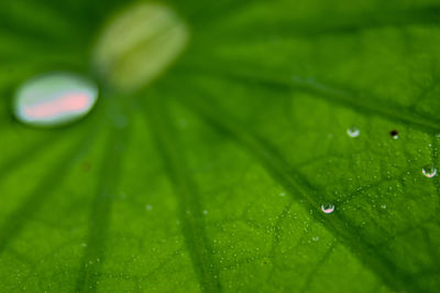 Close-up of raindrops on green leaves