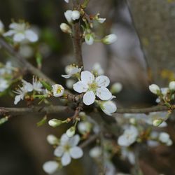 Close-up of white cherry blossoms in spring