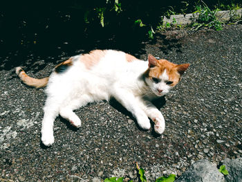 High angle portrait of cat relaxing outdoors