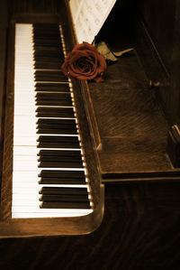 High angle view of white rose on table