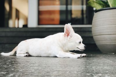 Cute chihuahua sleeping on the floor