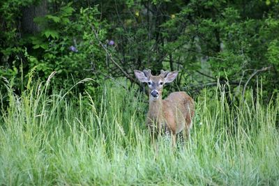 Portrait of deer in forest