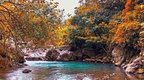 Scenic view of trees by river