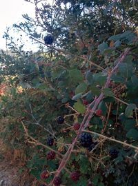 Plants growing against trees