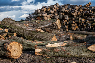 Stack of logs in forest