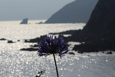 Close-up of purple flowering plant against sea