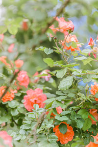 Close-up of red flowering plant