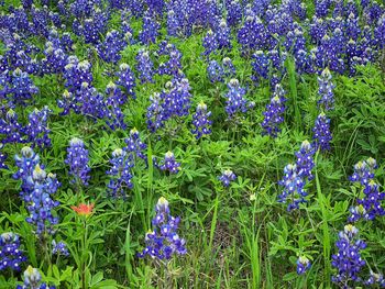 High angle view of purple flowering plants on field