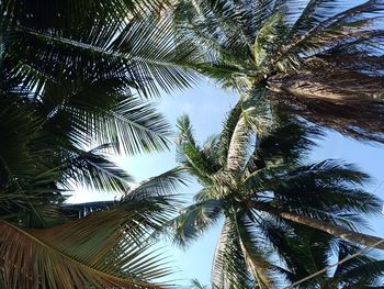 Low angle view of palm trees against sky