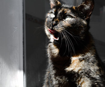 Close-up of a cat looking away