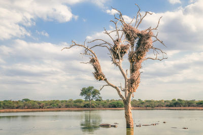 Tree by sea against sky