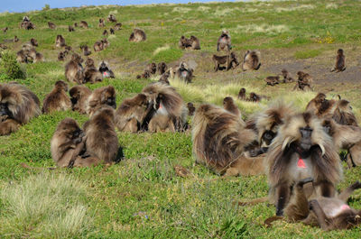 Group of bleeding heart monkeys