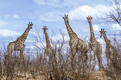 Giraffes on field with bare trees in foreground