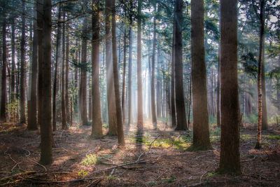 Trees in forest